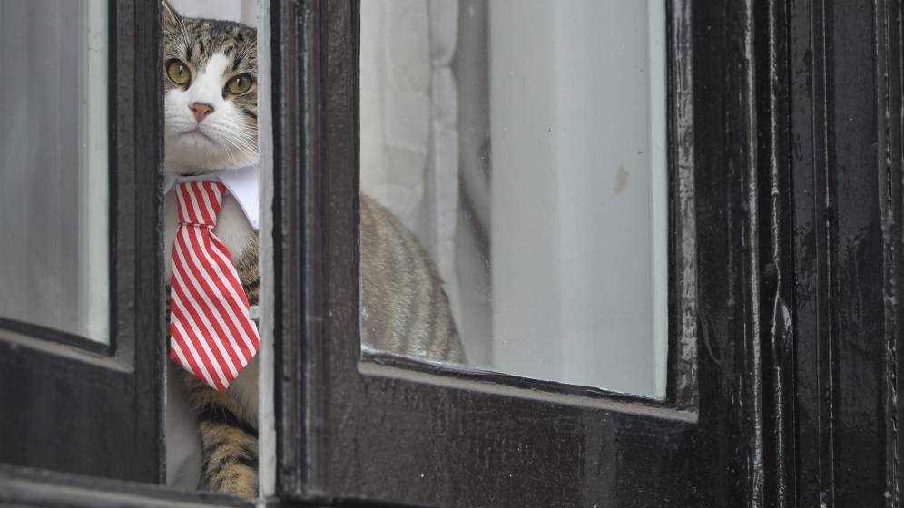 Foto: El gato de Julian Assange, en la ventana de la embajada que le ha hecho famoso (EFE/Hannah Mckay)