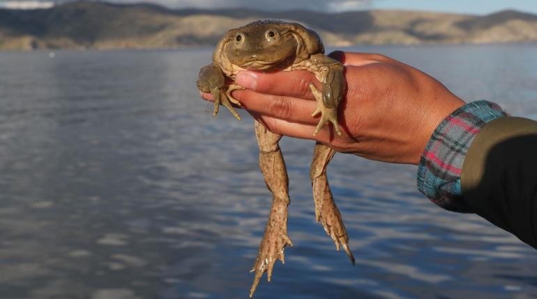 La rana gigante del lago Titicaca. | EFE