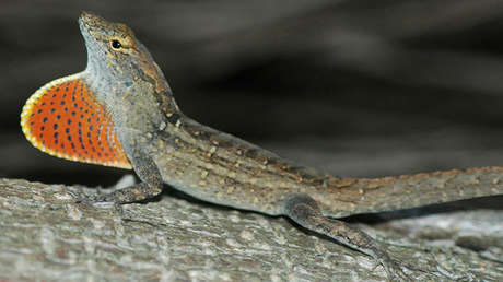 El lagarto de la especie Anolis sagrei.