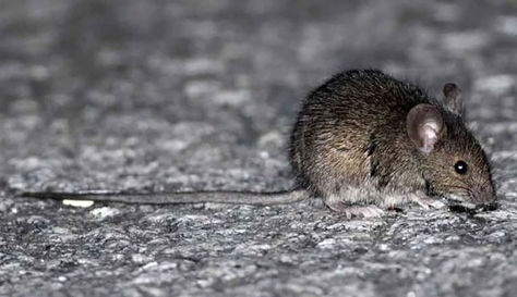 El hantavirus es una enfermedad viral aguda grave, que está en la saliva, heces y orina de los ratones de campo (cola larga) infectados.
