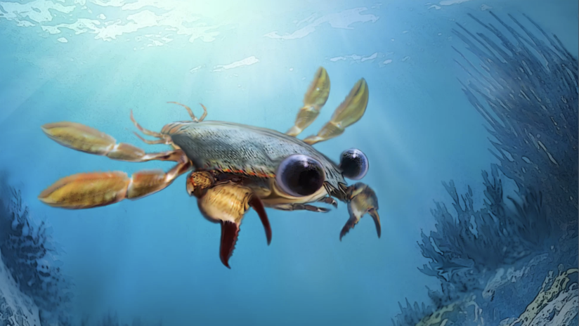 Descubren un cangrejo prehistórico que arroja nuevas pistas sobre la evolución