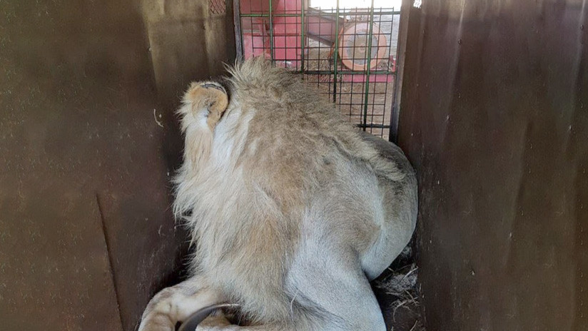 El triste negocio de las granjas-matadero de leones en Sudáfrica (FOTOS)