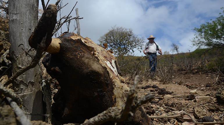 Ganado muerto por falta de agua en el cono sur. | Foto archivo | José Rocha