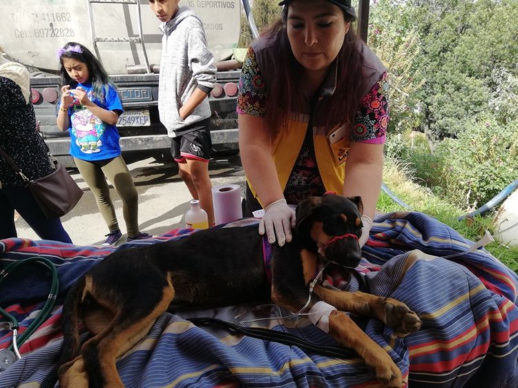 Funcionarios atiende a perritos afectados por el deslizamiento de San Jorge Kantutani. Foto: La Casa de la Mascota