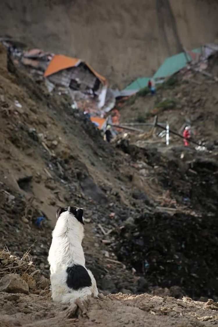 Perrito busca a sus dueños en la zona del deslizamiento.