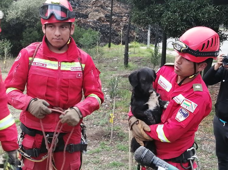 Bomberos rescatan a perrita que se encontraba atrapada en medio de los escombros.