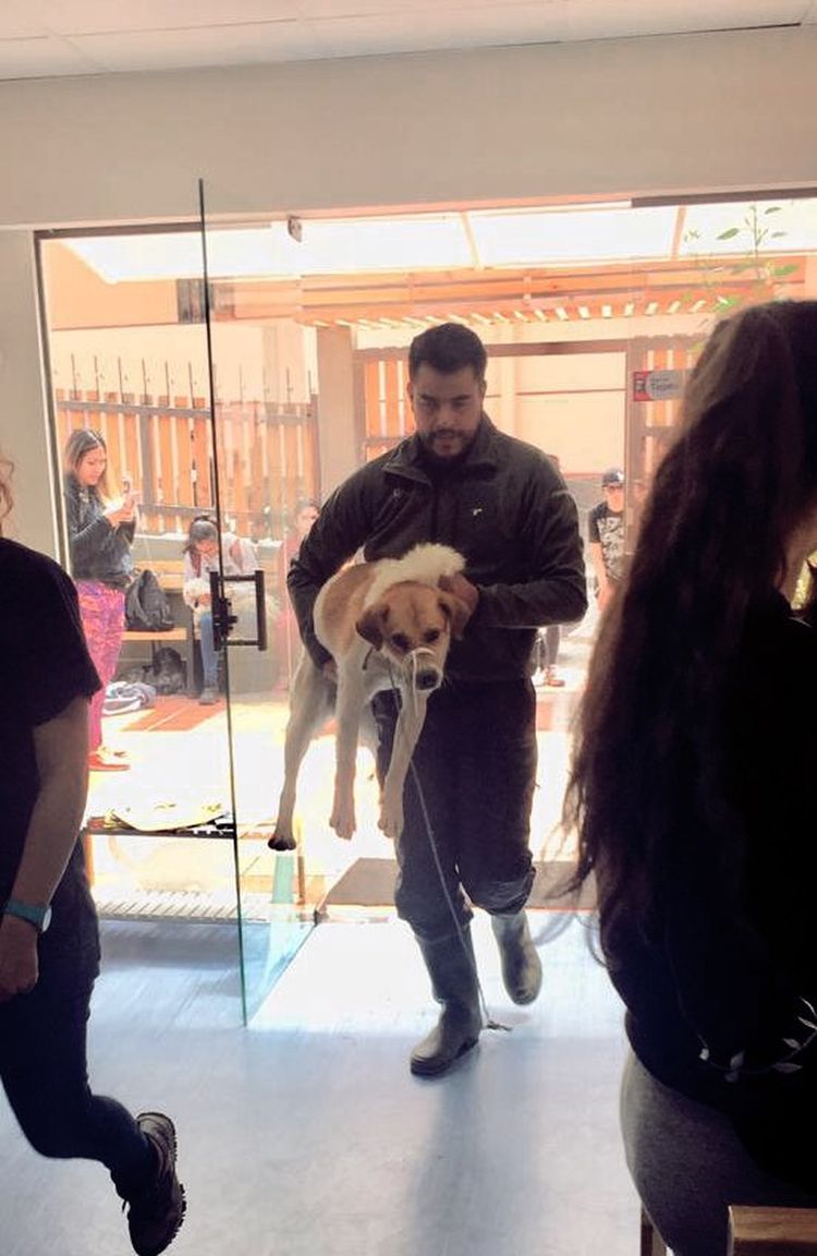 Voluntario llega al Centro Taawa con un perro herido tras el deslizamiento.