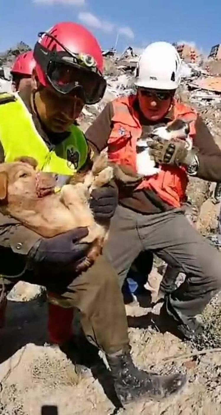Rescata a dos perritos de la zona de deslizamiento.