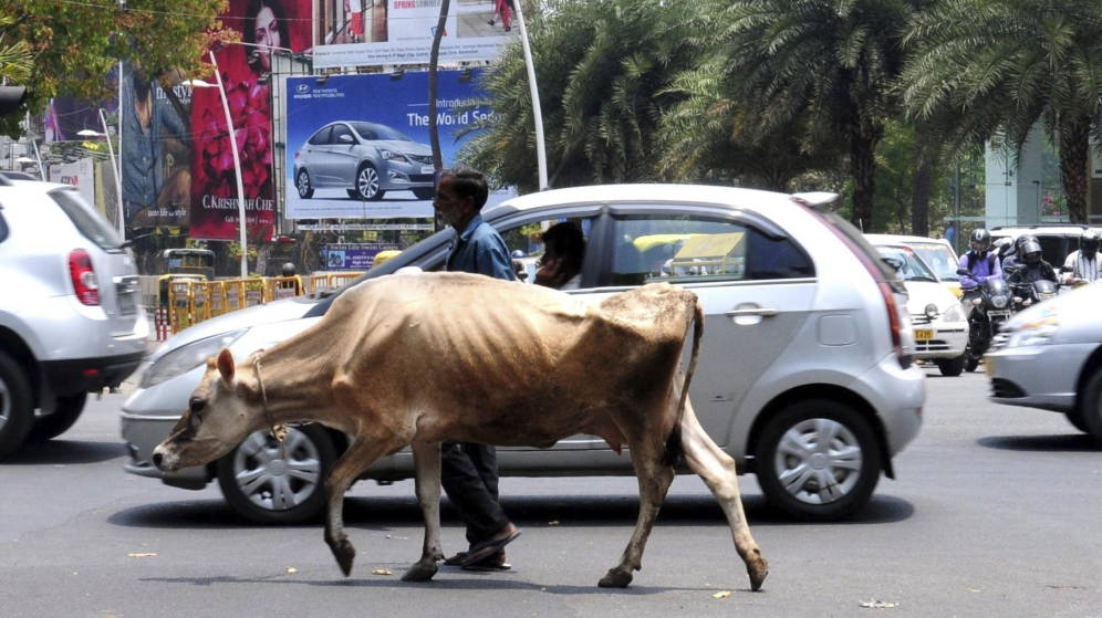 Foto: Una vaca en una calle de Bangalore (India). (EFE)