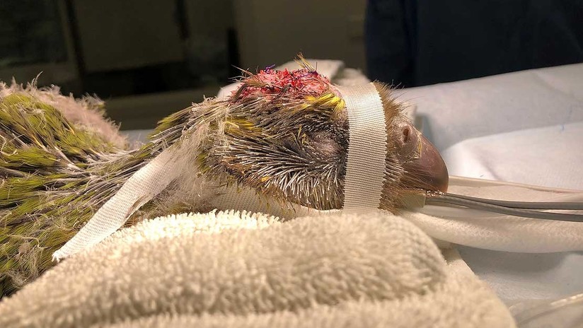 VIDEO: Un loro en peligro de extinción se convierte en la primera ave sometida con éxito a cirugía cerebral