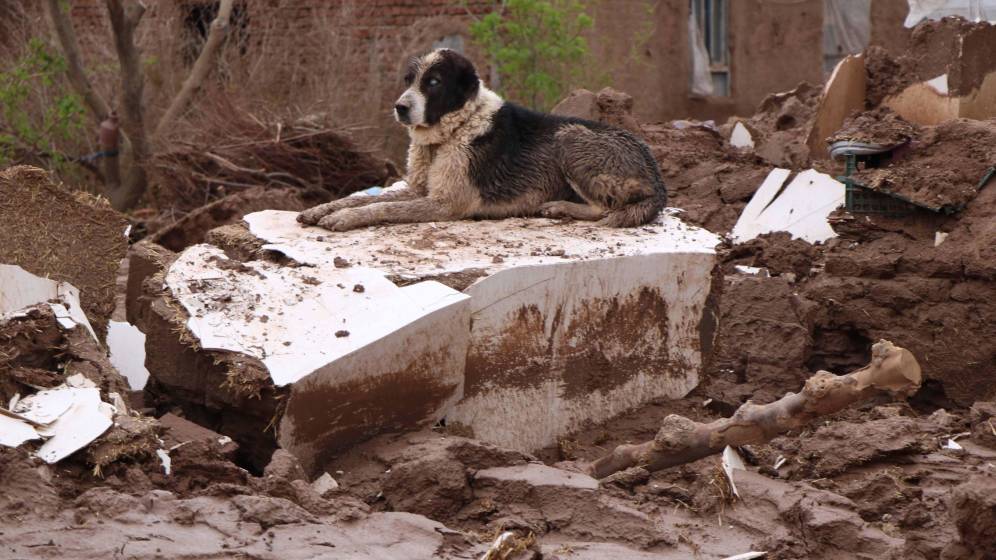 Foto: Muchos perros son obligados a vivir en condiciones deplorables