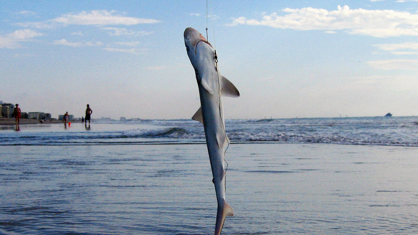 Hallan un centenar de tiburones muertos con las aletas cortadas en una costa en el Reino Unido (FOTO)