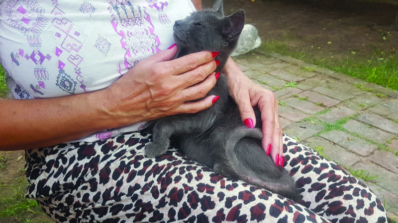 Lilian, la dama de los 48 gatos