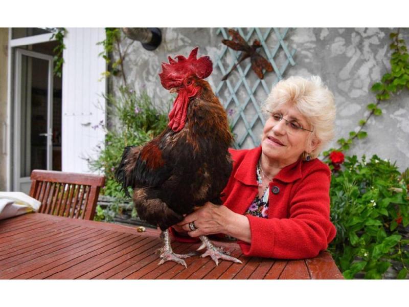 El juicio del gallo Maurice estaba previsto para el jueves, pero fue aplazado para el próximo 4 de julio. / Redes Sociales