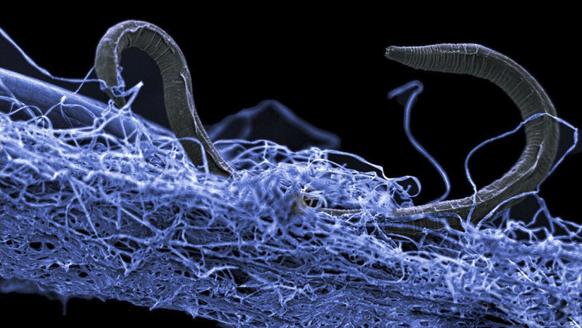 Un descubrimiento sobre el sistema nervioso humano echa por tierra 
