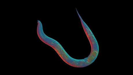 Una lombriz que causa esquistosomiasis.