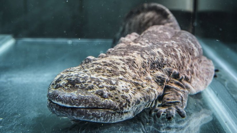 La mucosidad de la salamandra china gigante podría facilitar la cicatrización