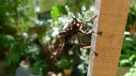 Blepharotes splendidissimus