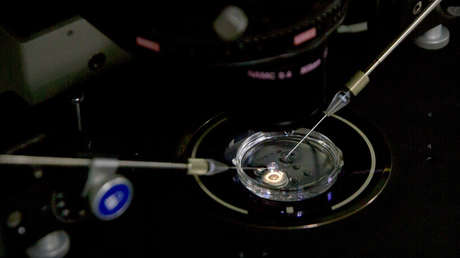 Un embrión recibe una pequeña dosis de proteína Cas9 y PCSK9 sgRNA en un microscopio en un laboratorio en Shenzhen, China, durante el trabajo del equipo del científico He Jiankui.