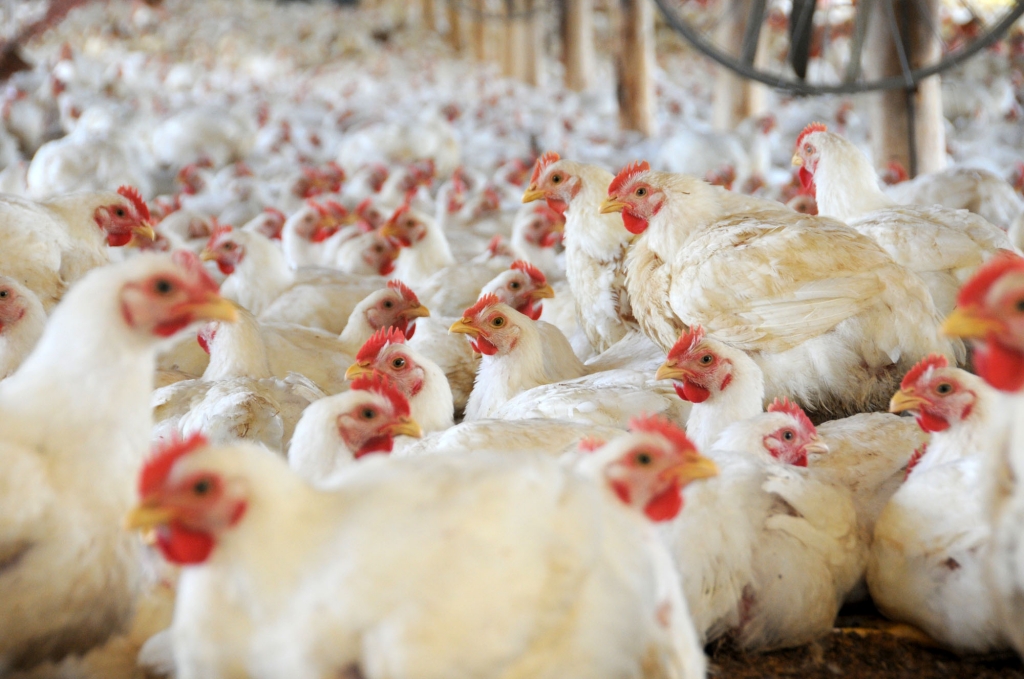 Resultado de imagen para Avicultores cruceÃ±os dejarÃ¡n de producir pollo por 30 dÃ­as por bajo precio