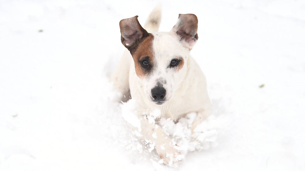 Foto: Macho, un Jack Russell Terrier como el de la imagen, demostrÃ³ tener un olfato privilegiado (Reuters/Clodagh Kilcoyne)