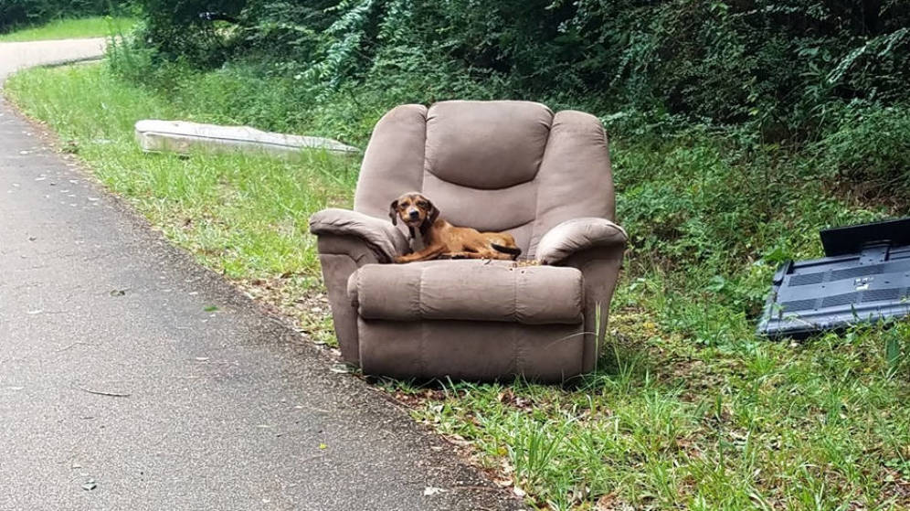 Foto: El perro, sentado en su sofá, en mitad de la cuneta junto a una carretera desierta (Foto: Sharon Norton Facebook)