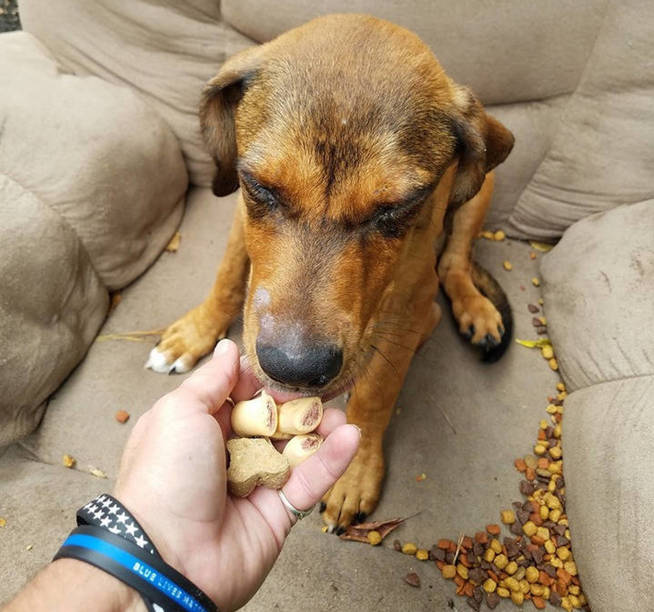 La rescatadora se ganó su confianza dándole comida (Foto: Sharon Norton Facebook)