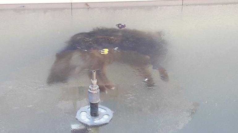 La imagen de un perro congelado en una fuente en Potosí. | Dilver Soria