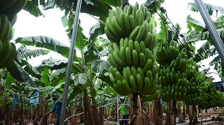 Cultivos de banano en el trópico cochabambino. | José Rocha