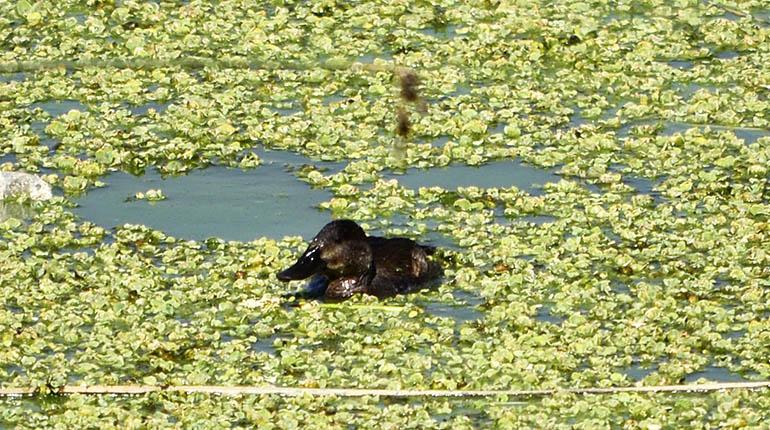 Aves en la laguna Alalay en medio de las macrófitas. | Carlos López