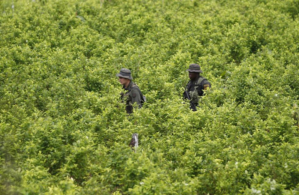 PolicÃ­as patrullan un cultivo de coca en el sur de Colombia. 