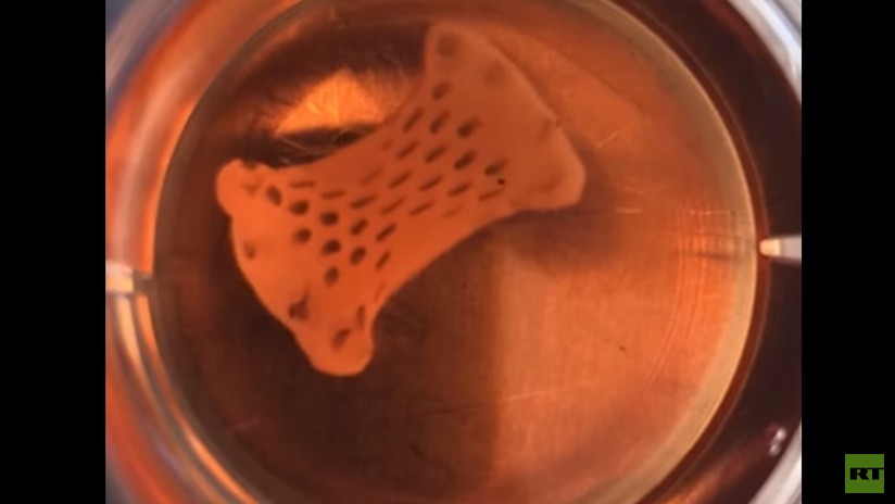 VIDEO: Así funciona el parche cardíaco pulsante cultivado a partir de células madre