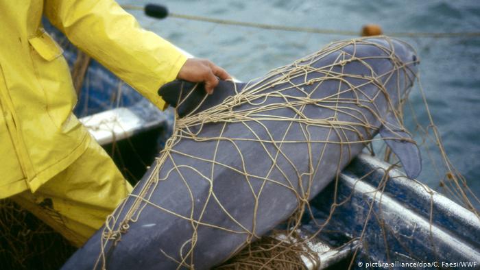 La vaquita marina está en peligro crítico de extinción.