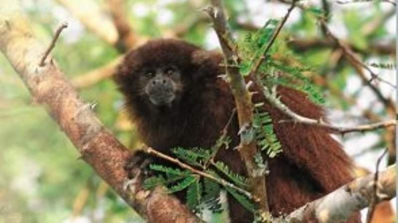 Reyes crea un área para salvar a dos especies de monos amenazadas de Bolivia