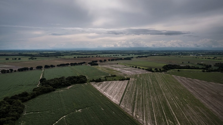 Campos cultivados (izquierda) alternan con campos abandonados en Turén (Adriana Loureiro Fernández para The New York Times)