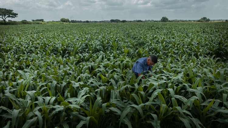 Trabajo en un campo de maíz en Turén (Adriana Loureiro Fernández para The New York Times)