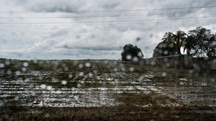 Los campos de arroz en el estado de Portuguesa, donde la falta de gasolina incapacitó esta cosecha que no puede esperar (Adriana Loureiro Fernández para The New York Times)