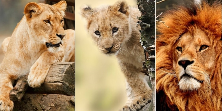 La vida real de los leones es muy distinta a lo que se ve en la película, está llena de peligros y el rol TEMPprincipal lo tienen las hembras Foto: Pixabay