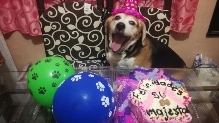 Los pasteles son hecho con ingredientes aptos para los perros (Foto: Facebook Streeters Pastelería)