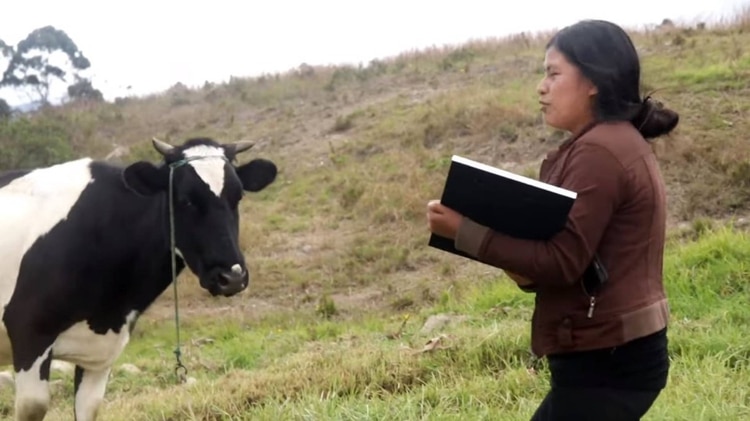 Le presumió a su vaca su botón de plata (Foto: YouTube)