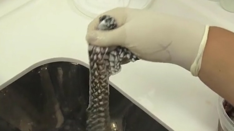 Antes de que los médicos utilicen la piel del pez tilapia, los científicos la someten a un riguroso proceso de esterilización en el Núcleo de Investigación y Desarrollo de Medicamentos (NPDM) de la UFC (Foto: captura de pantalla)