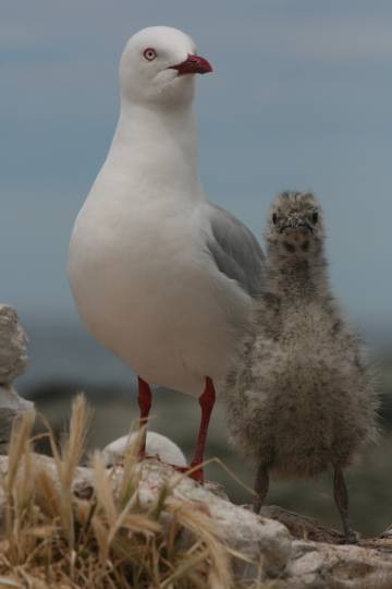 Para saber si hay respuesta adaptativa al cambio climÃ¡tico hace falta estudiar las poblaciones durante muchas generaciones, como los 54 aÃ±os que ya lleva el estudio de las gaviotas de pico rojo de la penÃ­nsula Kaikoura, en Nueva Zelanda.