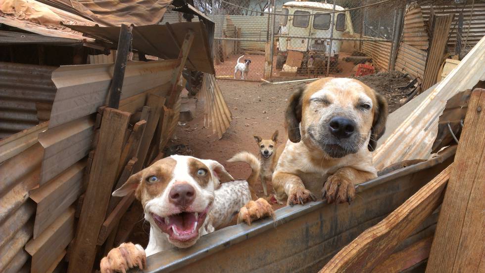 El sarcoma de Sticker aún está muy presente entre los perros callejeros.