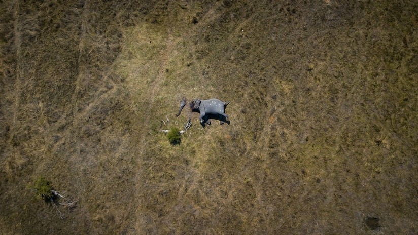 La imagen aérea del cadáver mutilado de un elefante gana la votación en línea del Concurso Internacional de Fotoperiodismo Andréme Stenin