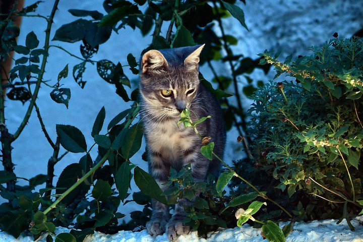 Un gato en situación de caza. Foto/AFP