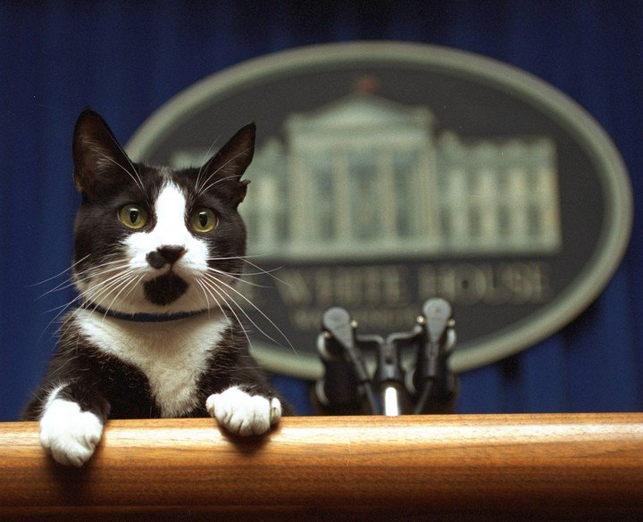 Socks, el gato de la Casa Blanca criado por la familia Clinton. Foto/ AP
