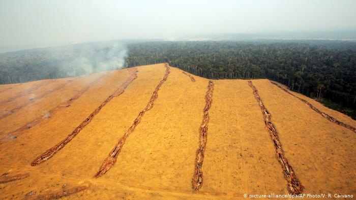 Brasilien | Soyafeld nahe Santarem (picture-alliance/dpa/AP Photo/V. R. Caivano)