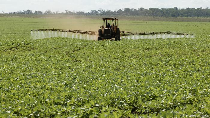 Cultivo industrial de soja en Paraguay para la exportaciÃ³n.