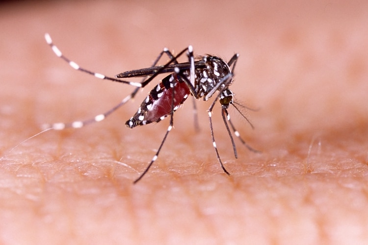 El mosquito es responsable de más de 700.000 muertes cada año (Shutterstock)