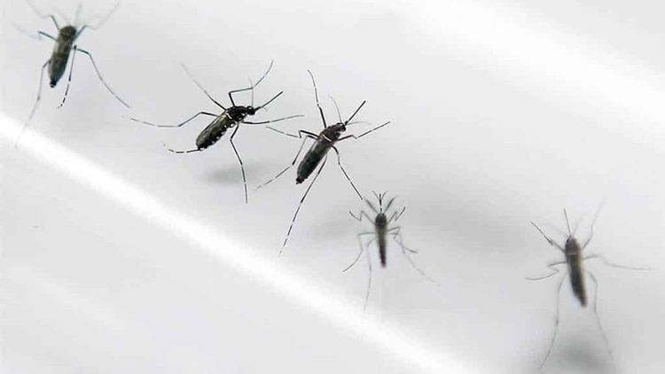 Muchos de los mosquitos son los responsables de terribles enfermedades (Shutterstock)